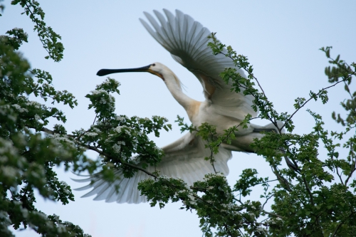 Spoonbill