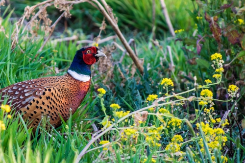 Pheasant