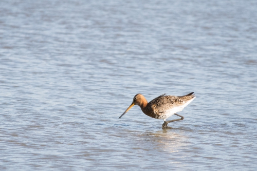 Wading