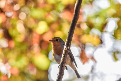  Roodborst